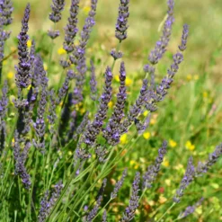 Lavendel ‘Grosso’ - Duft und Farbe sofort