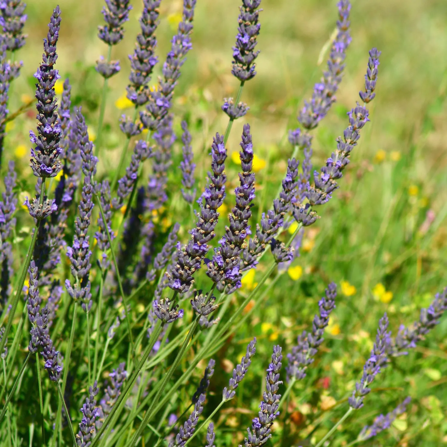 Lavendel ‘Grosso’ - Duft und Farbe sofort