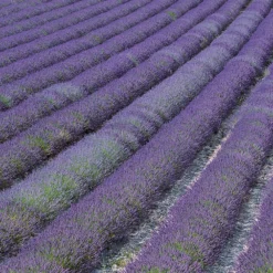 Lavendel ‘Grosso’ - Duft und Farbe sofort