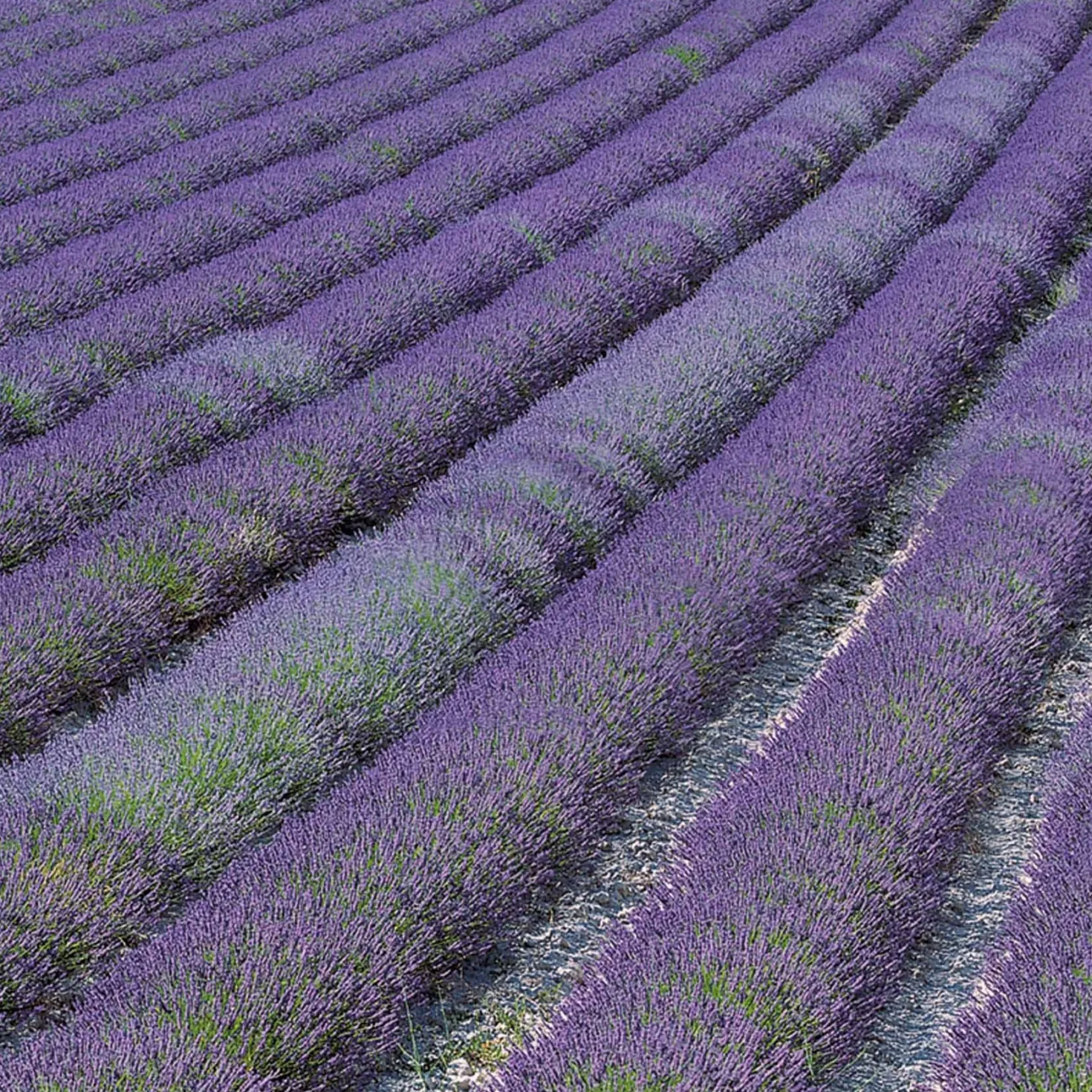 Lavendel ‘Grosso’ - Duft und Farbe sofort