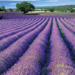 Lavendel ‘Grosso’ - Duft und Farbe sofort