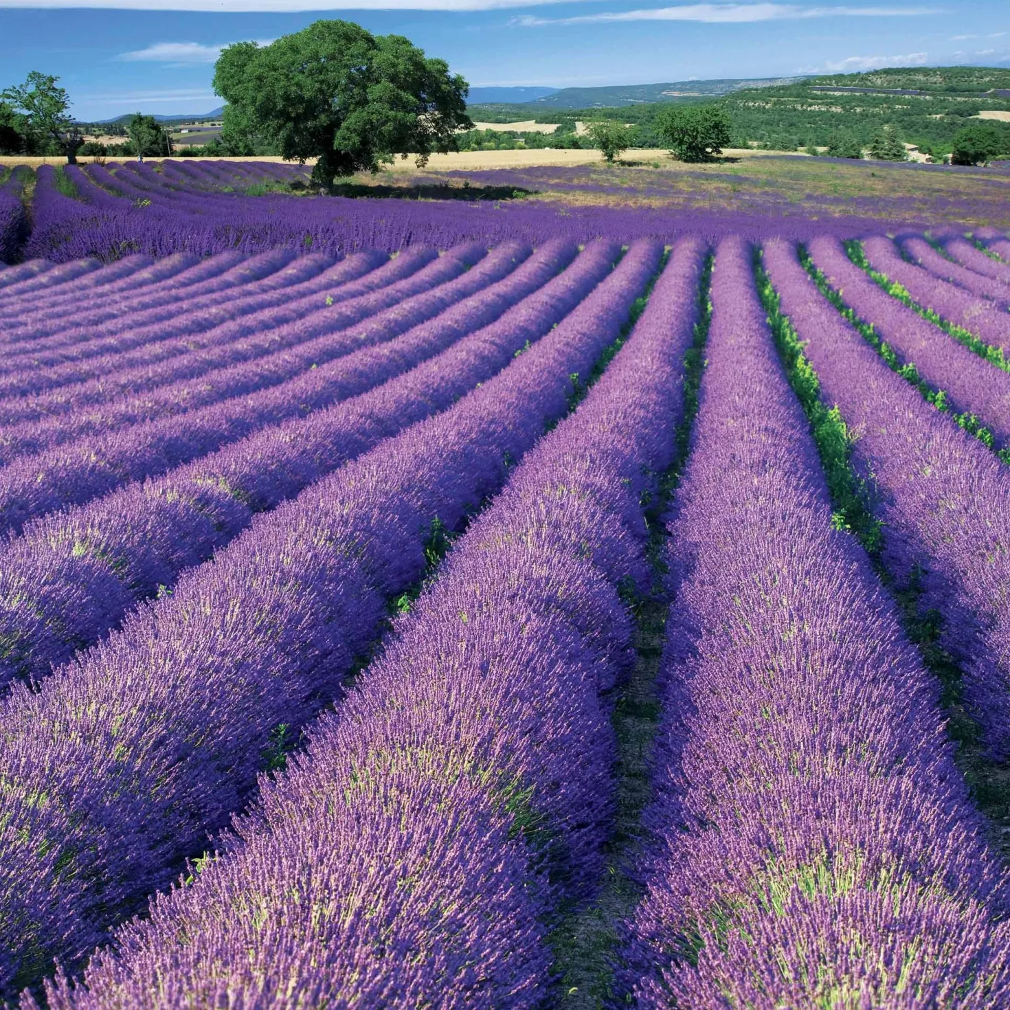Lavendel ‘Grosso’ - Duft und Farbe sofort