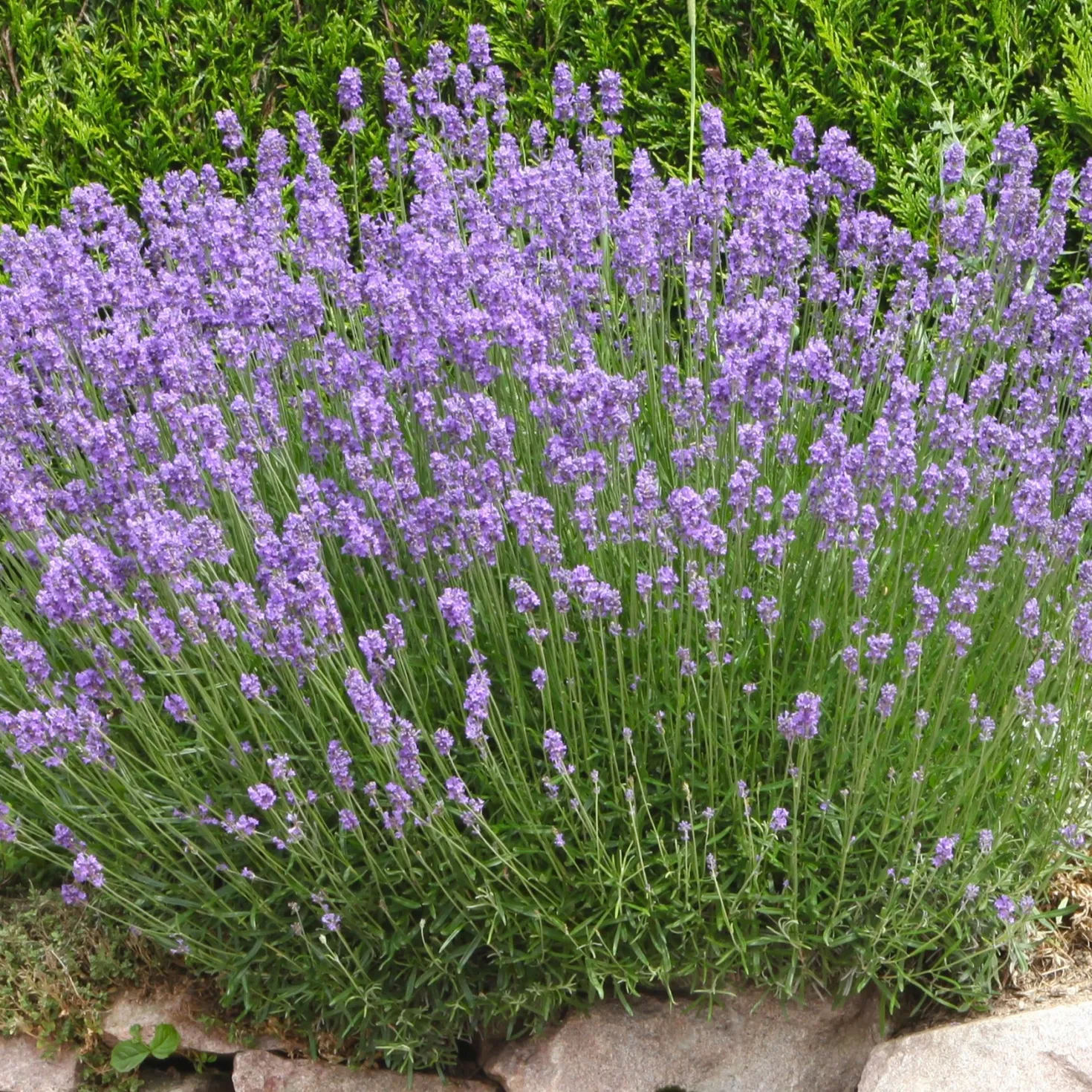 Lavendel ‘Grosso’ - Duft und Farbe sofort