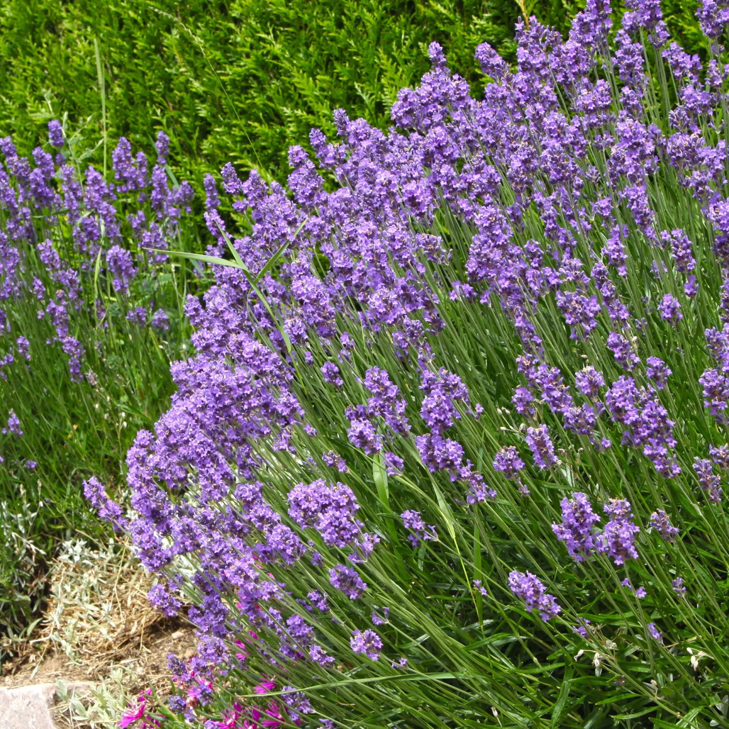 Lavendel ‘Grosso’ - Duft und Farbe sofort