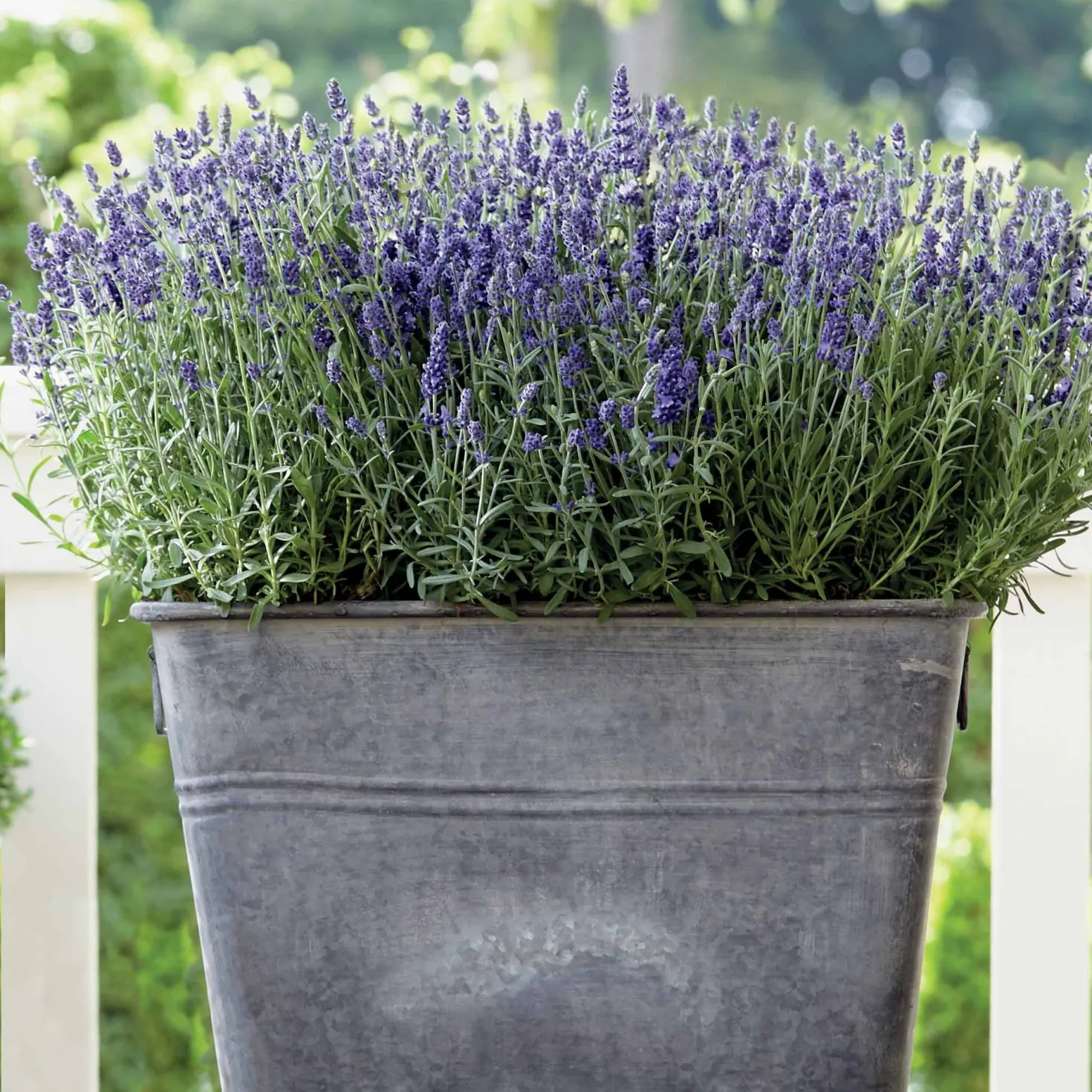 Lavendel-Kollektion 'Ardèche' (x3) - Sofort mediterranes Flair