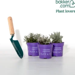 Lavendel-Kollektion 'Ardèche' (x3) - Sofort mediterranes Flair