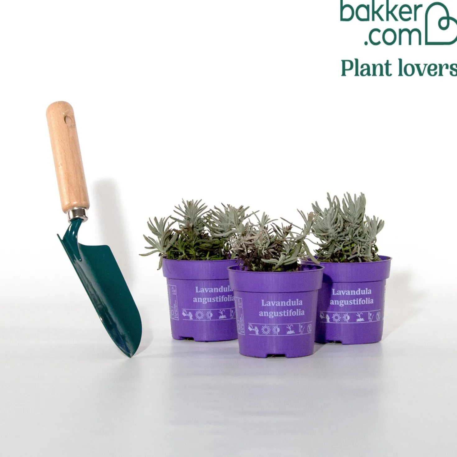 Lavendel-Kollektion 'Ardèche' (x3) - Sofort mediterranes Flair