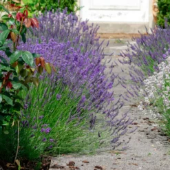 Lavendel-Kollektion 'Ardèche' (x3) - Sofort mediterranes Flair