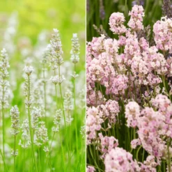 Lavendel-Kollektion weiß & rosa (x4) - Rosa-Weiß Kombination für zarte Beete