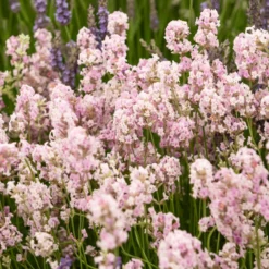Lavendel-Kollektion weiß & rosa (x4) - Rosa-Weiß Kombination für zarte Beete