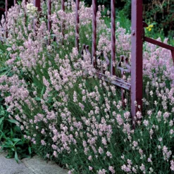 Lavendel-Kollektion weiß & rosa (x4) - Rosa-Weiß Kombination für zarte Beete