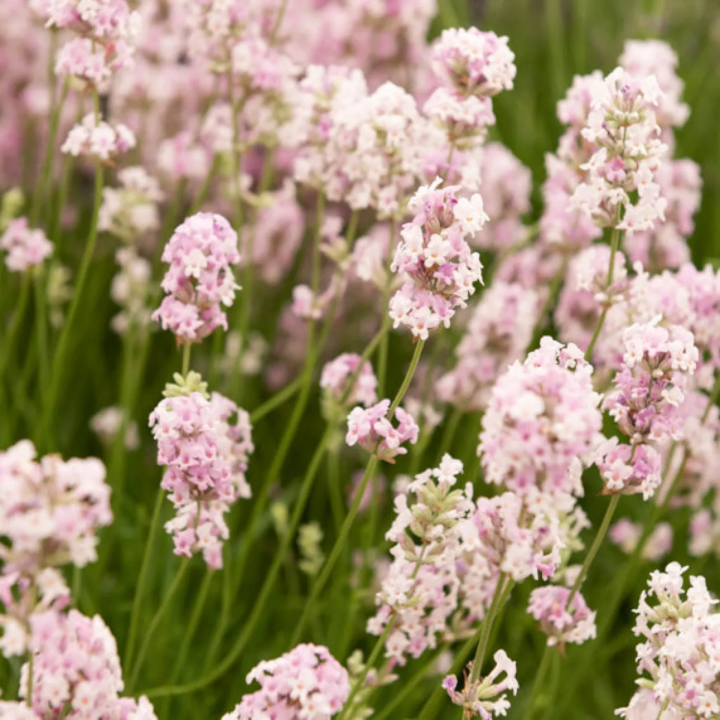 Lavendel 'Rosea' - Duftende Blüten in Rosa