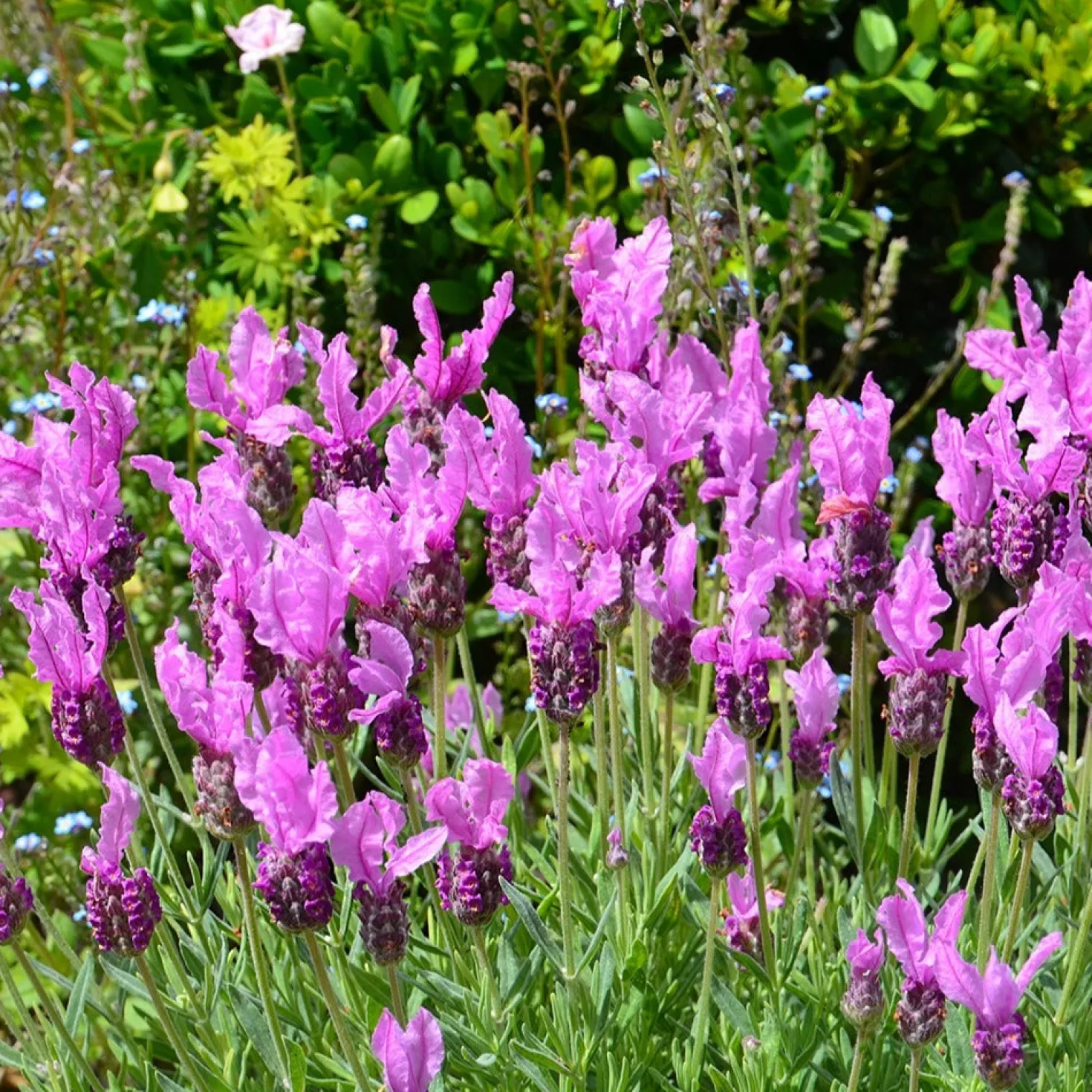 Lavendel The Princess ® Lavender - Pink-Blüten den ganzen Sommer
