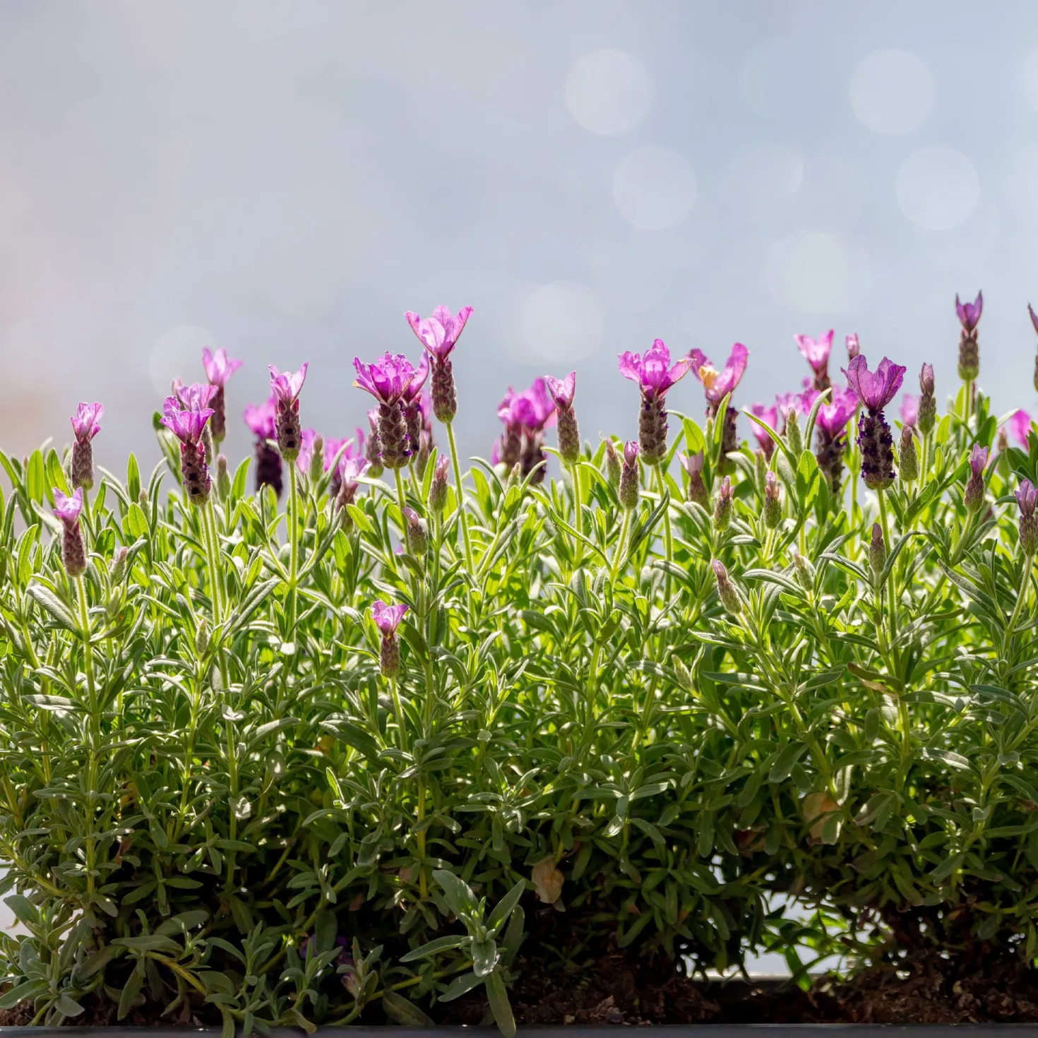 Lavendel The Princess ® Lavender - Pink-Blüten den ganzen Sommer