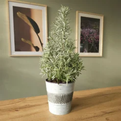 Lavendel ' Weihnachtsbaum' - Duftend und festlich