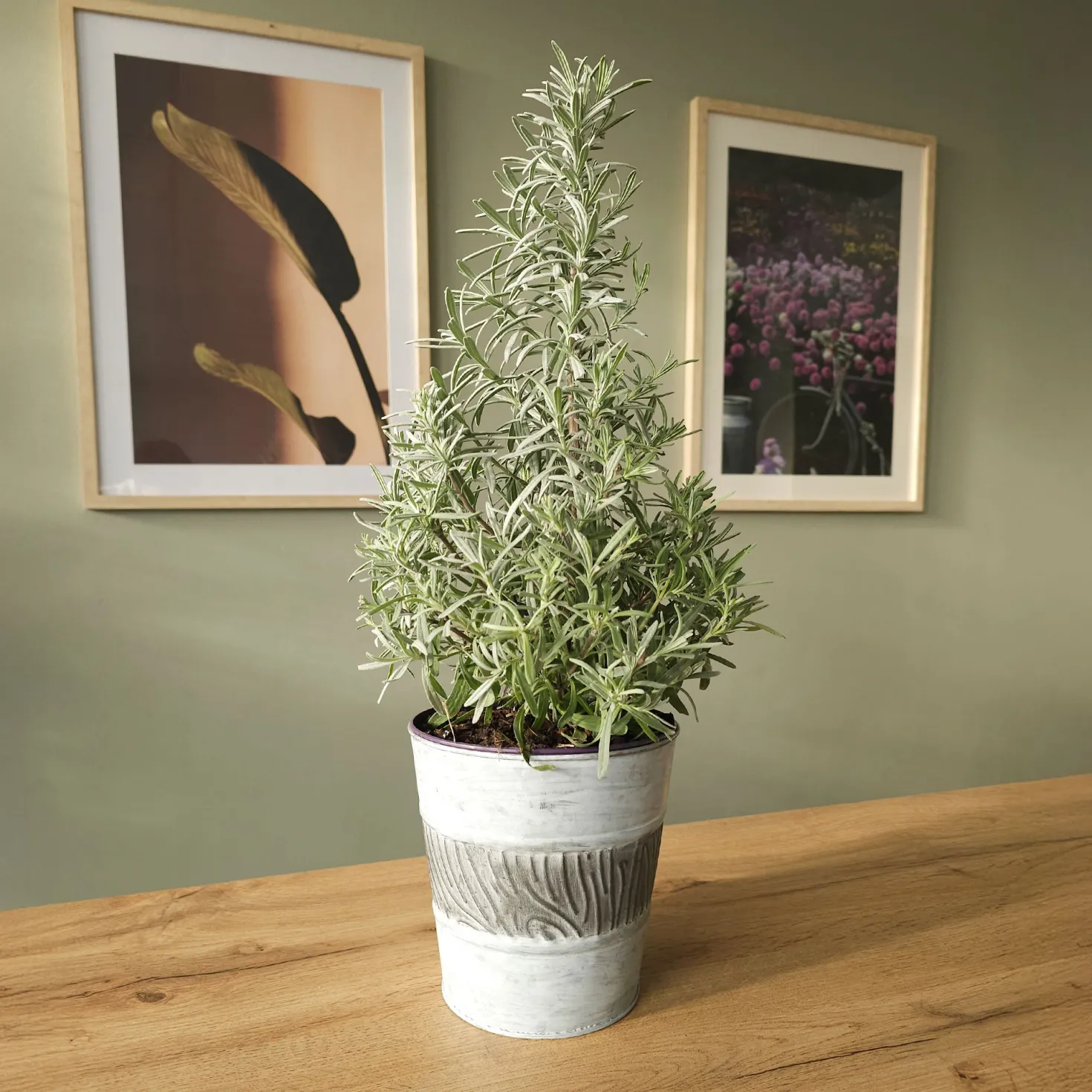 Lavendel ' Weihnachtsbaum' - Duftend und festlich