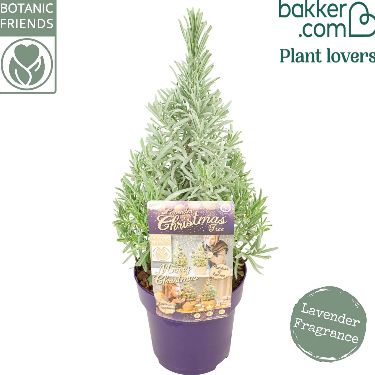 Lavendel ' Weihnachtsbaum' - Duftend und festlich