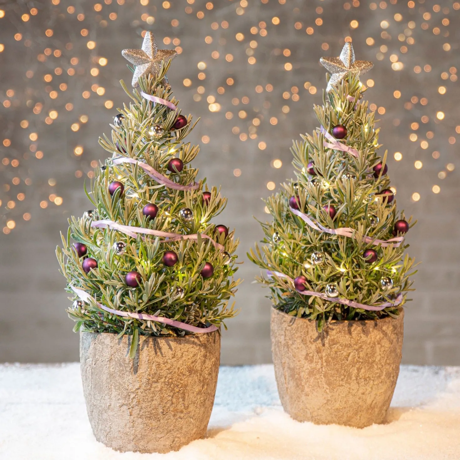 Lavendel ' Weihnachtsbaum' - Duftend und festlich