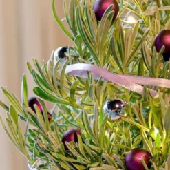 Lavendel ' Weihnachtsbaum' - Duftend und festlich