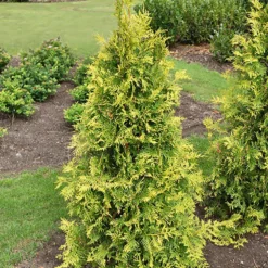 Lebensbaum - Goldene Hecke im Handumdrehen