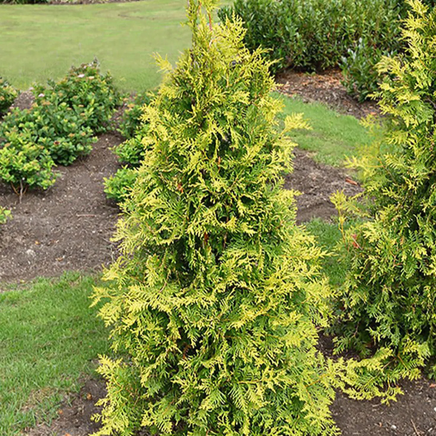 Lebensbaum - Goldene Hecke im Handumdrehen