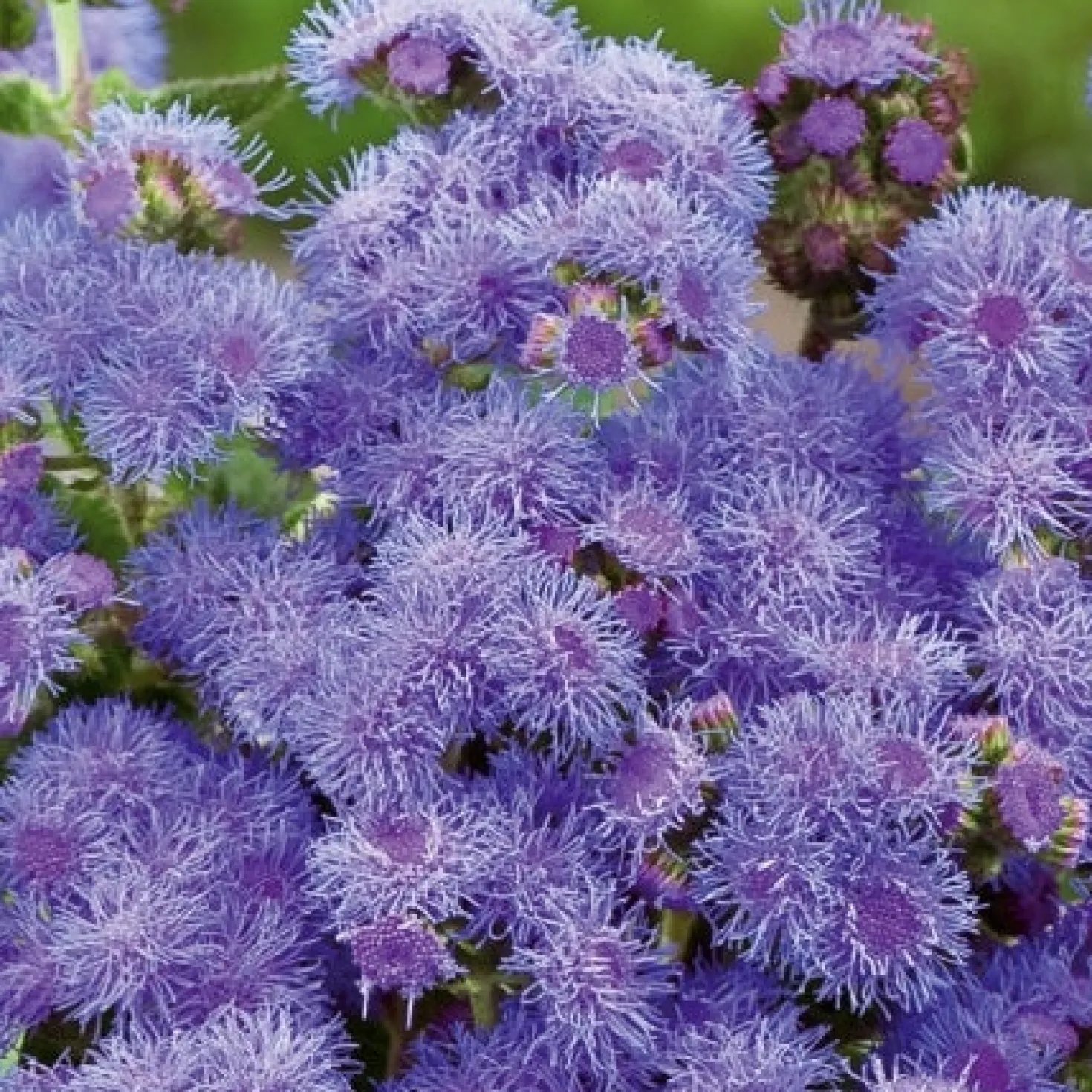 Leberbalsam ‘Blue Mink’ - Blaue Blütenwolken den Sommer lang