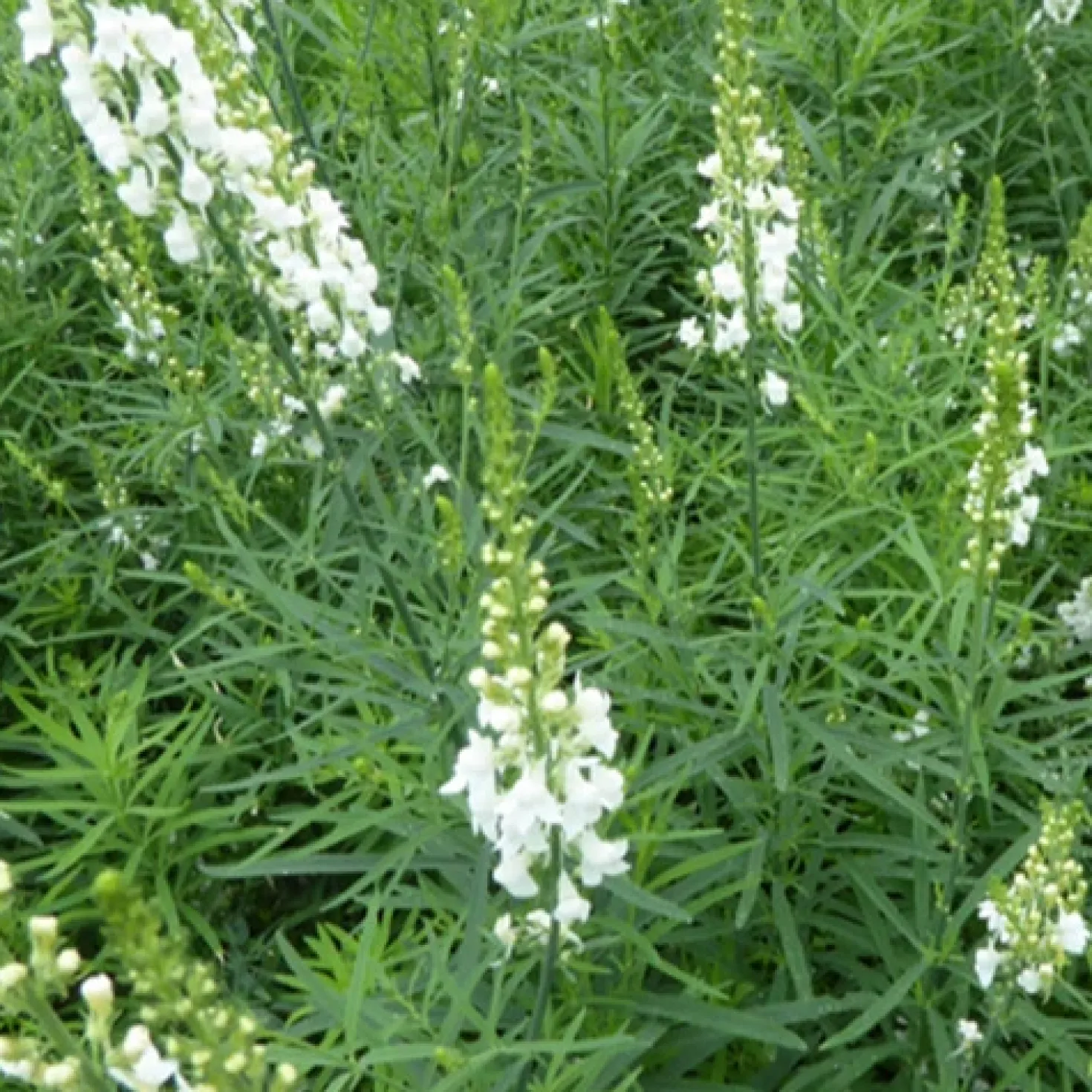 Leinkraut ‘Springside White’ - Weiße Blüten den ganzen Sommer