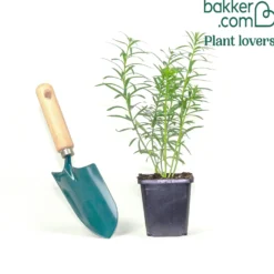 Leinkraut ‘Springside White’ - Weiße Blüten den ganzen Sommer