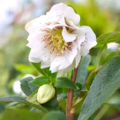 Lenzrose ‘Double Ellen White Spotted’ (x2) - Blüten mitten im Winter