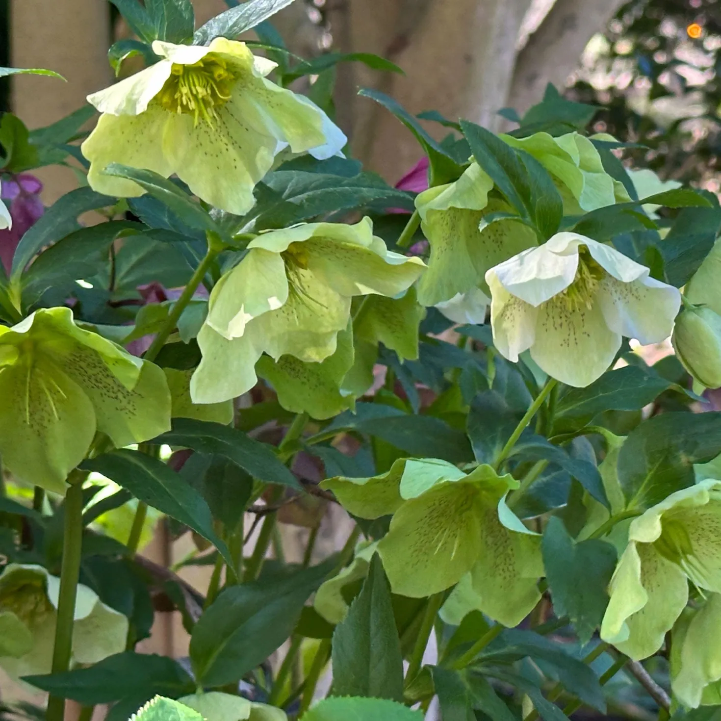 Lenzrose ‘Green Spotted’ - Blüht wenn alles schläft