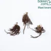 Lenzrosen Mischung (x3) - Farbe mitten im Winter