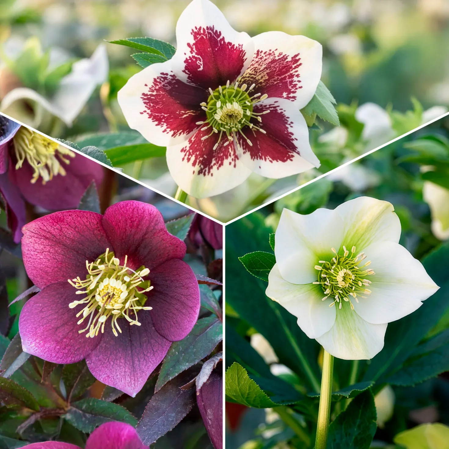 Lenzrosen Mischung (x3) - Farbe mitten im Winter
