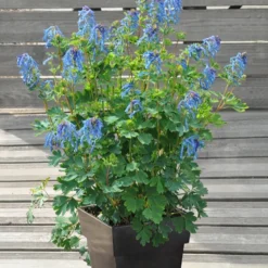 Lerchensporn Blue Line ® Couriblue - Echtblau den ganzen Sommer