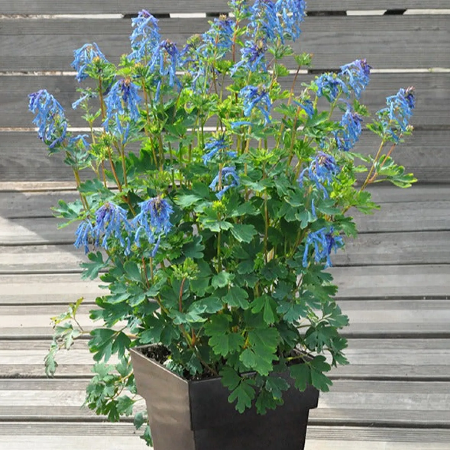 Lerchensporn Blue Line ® Couriblue - Echtblau den ganzen Sommer