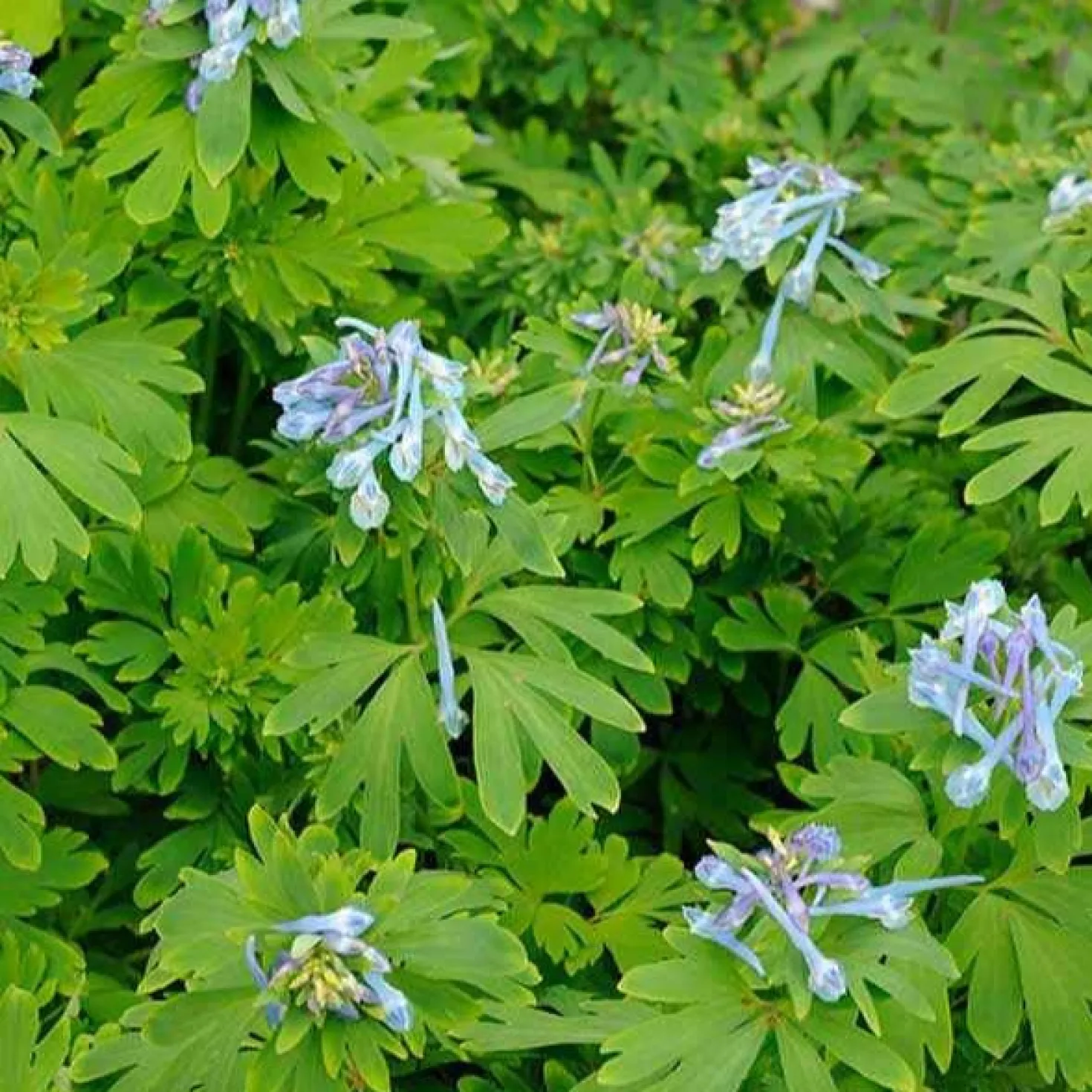 Lerchensporn Blue Line ® Couriblue - Echtblau den ganzen Sommer