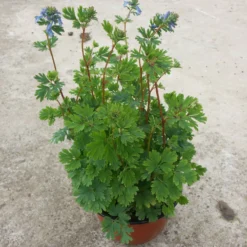 Lerchensporn Blue Line ® Couriblue - Echtblau den ganzen Sommer