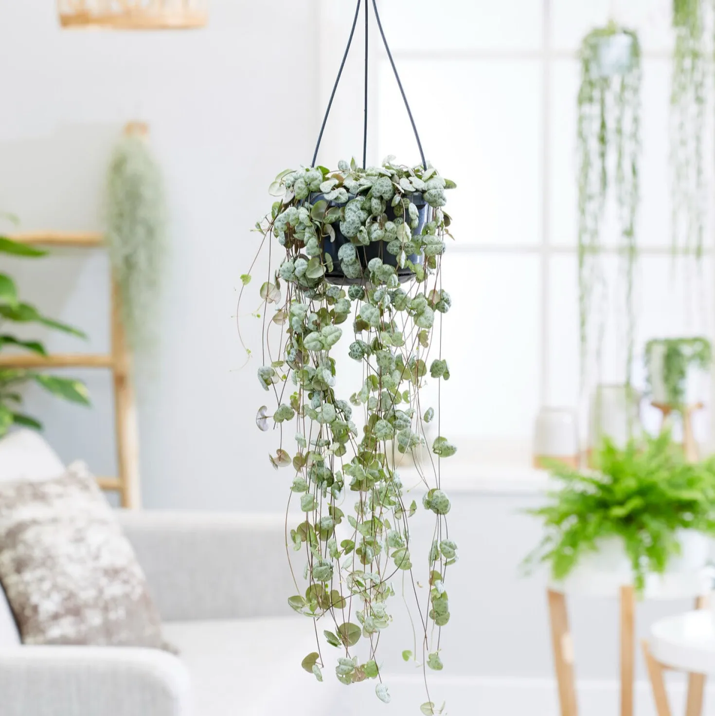 Leuchterblume - Grüner Vorhang aus Herzen