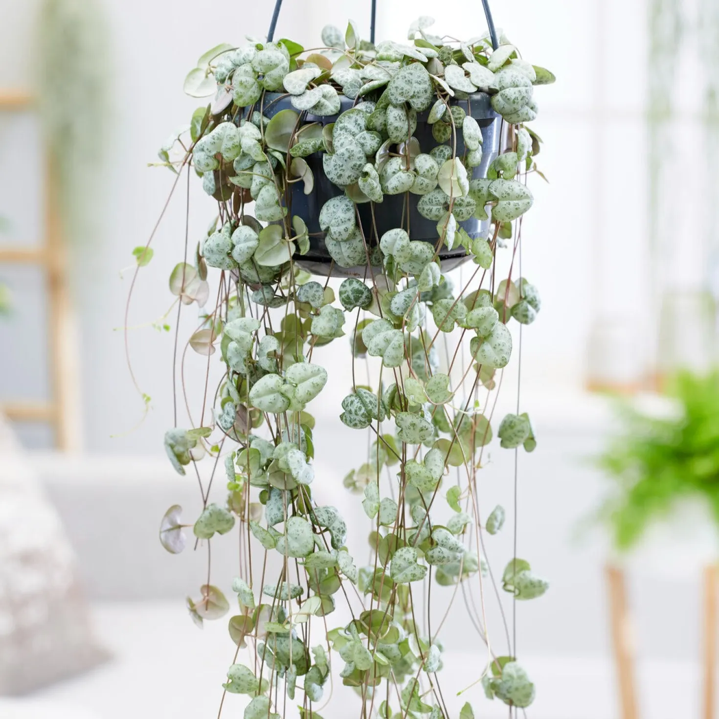 Leuchterblume - Grüner Vorhang aus Herzen