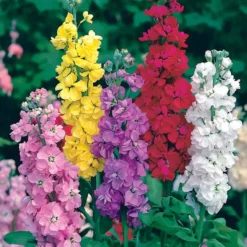 Levkojen Mischung - Duftende Blüten den Sommer lang