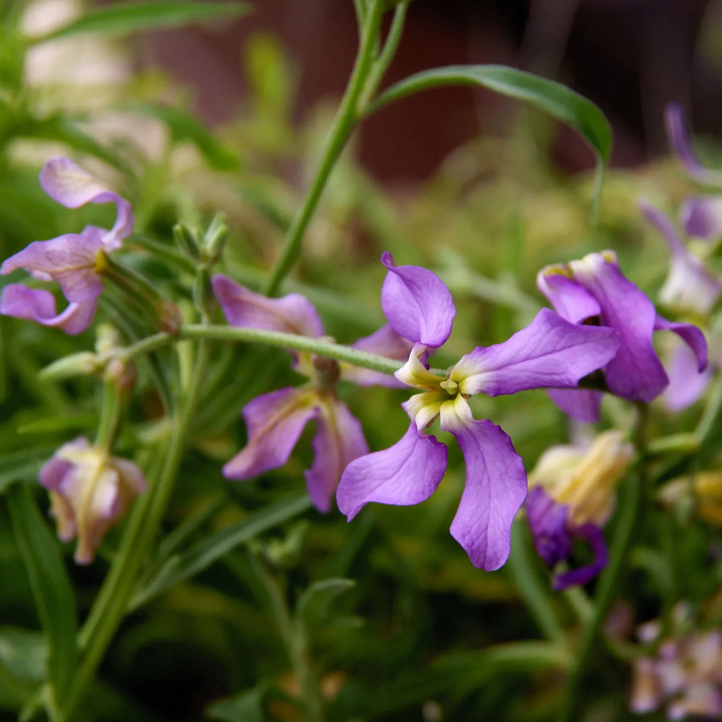 Levkojen Scentsation Mischung - Abends duftet der Garten