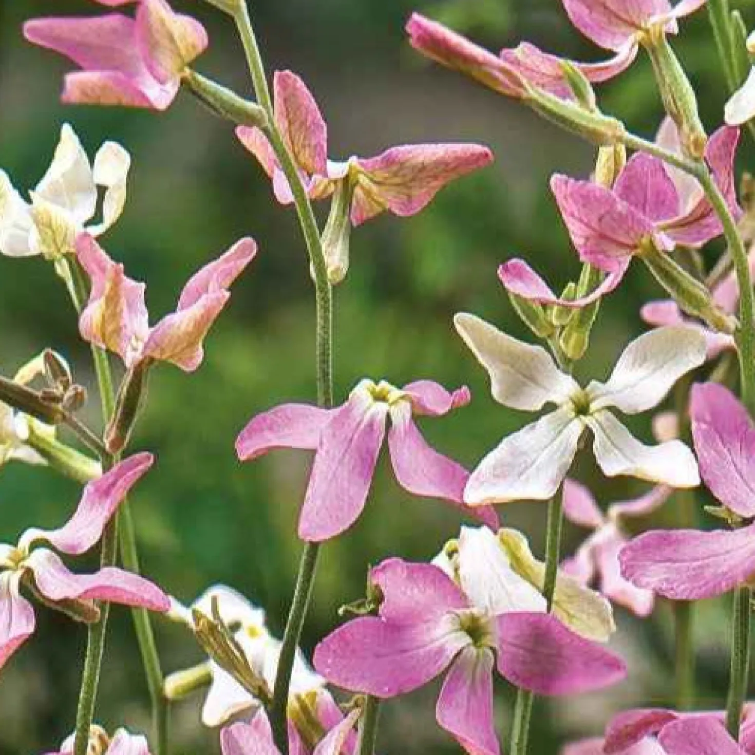 Levkojen Scentsation Mischung - Abends duftet der Garten