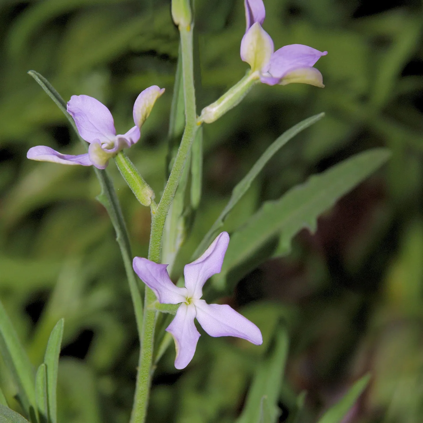 Levkojen Scentsation Mischung - Abends duftet der Garten