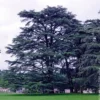 Libanon-Zeder - Der Baum fürs Leben