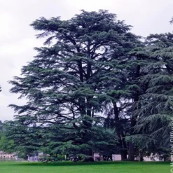 Libanon-Zeder - Der Baum fürs Leben