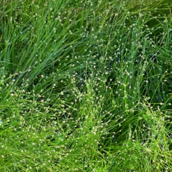 Lichtgras - Grazile Halme, sofort Effekt
