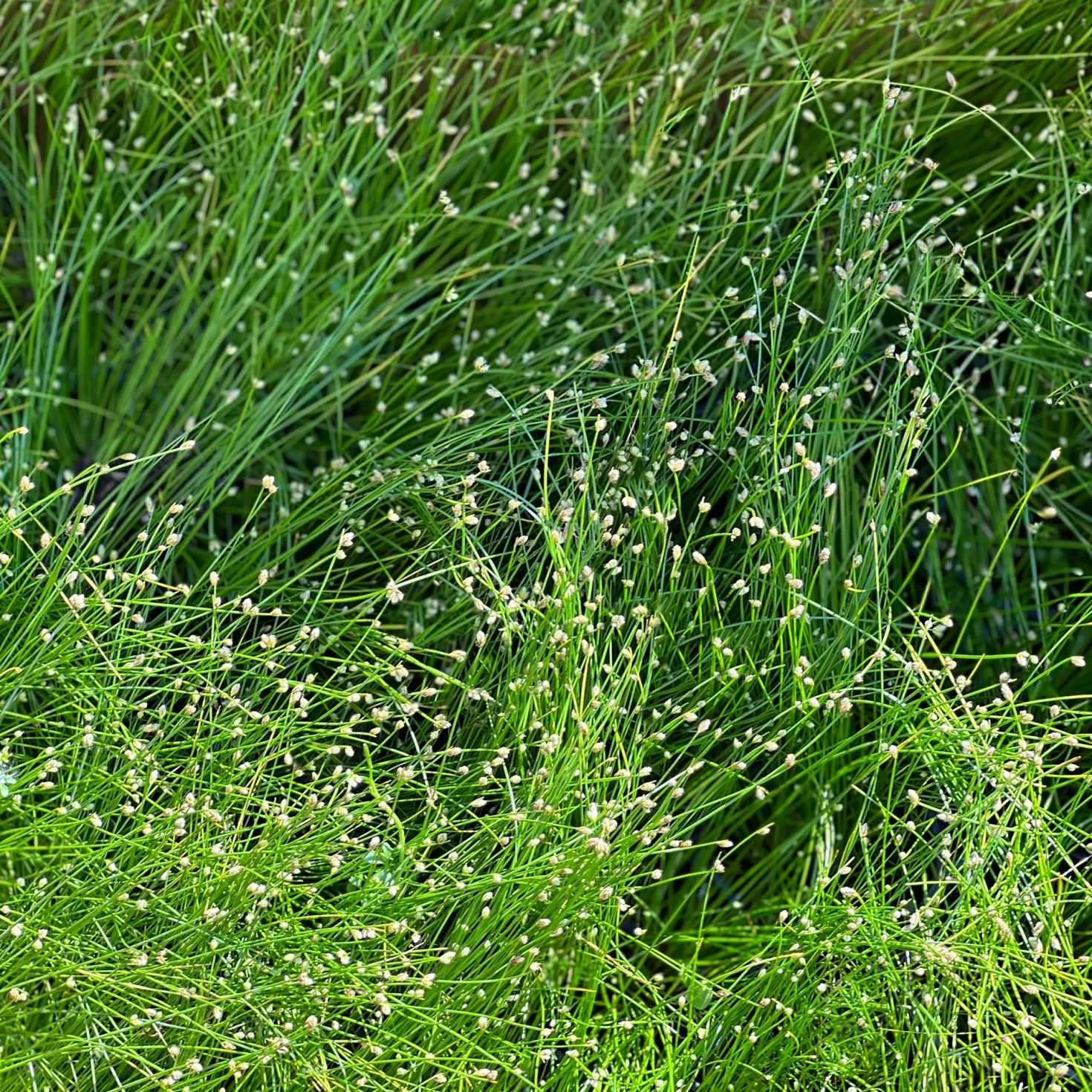 Lichtgras - Grazile Halme, sofort Effekt
