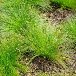 Lichtgras - Grazile Halme, sofort Effekt