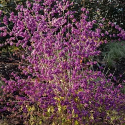 Liebesperlenstrauch Profusion - Violette Beeren im Herbst