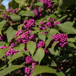 Liebesperlenstrauch Profusion - Violette Beeren im Herbst