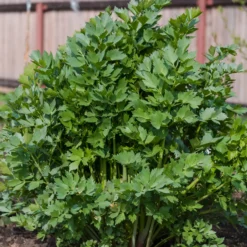 Liebstöckel - Der Maggi-Geschmack aus dem Garten